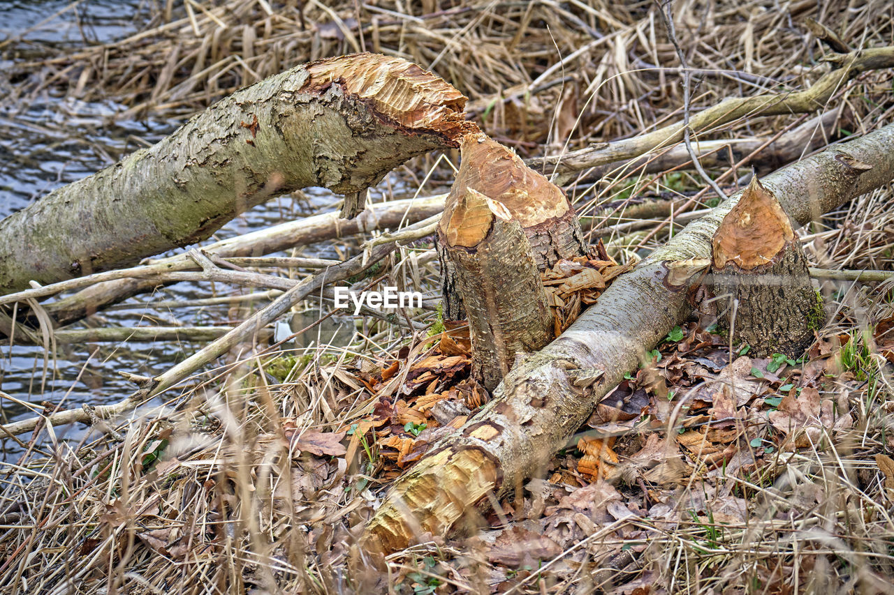 HIGH ANGLE VIEW OF LOGS IN FOREST