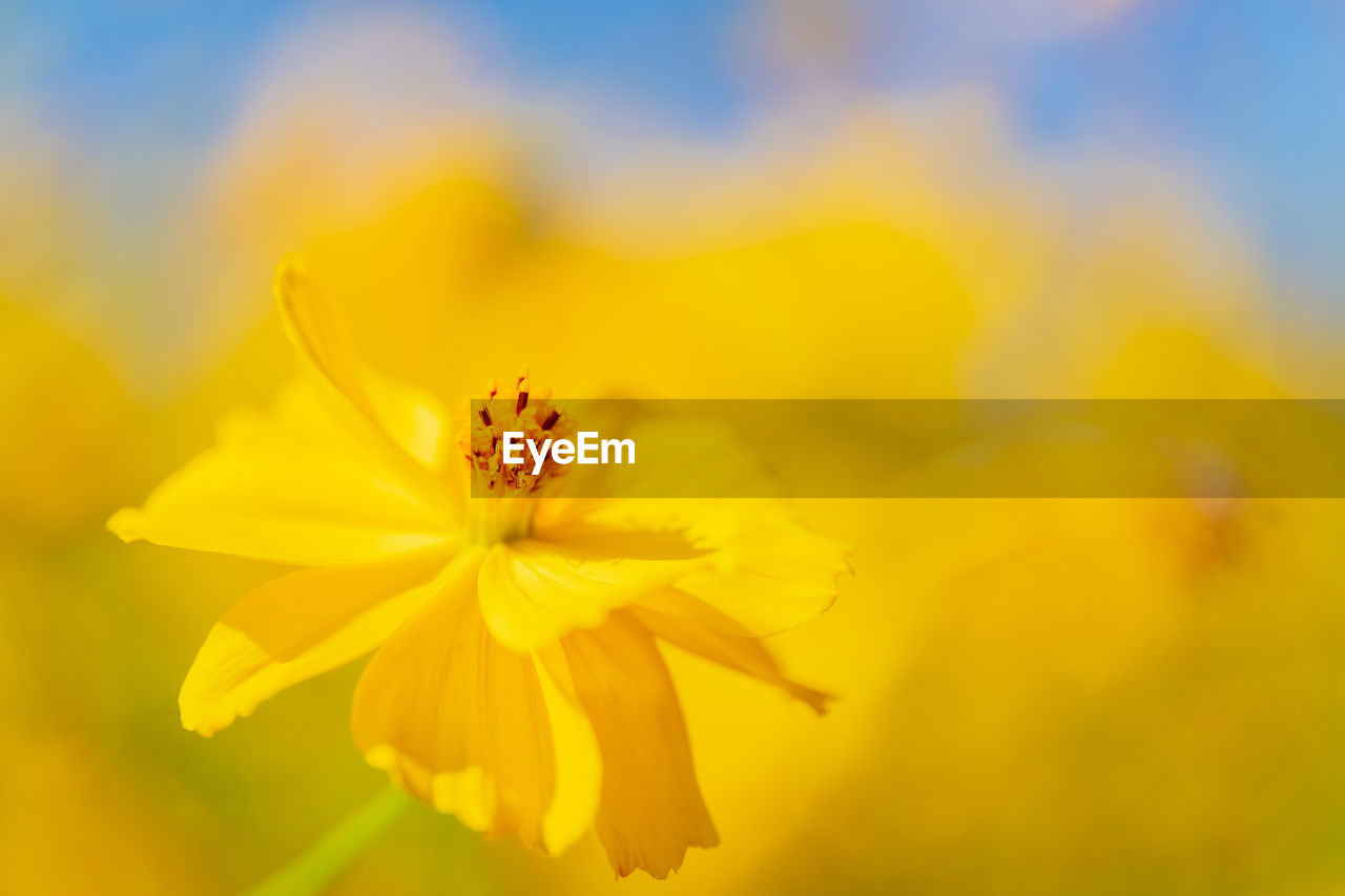 flower, flowering plant, plant, freshness, yellow, beauty in nature, fragility, flower head, nature, close-up, petal, sunlight, macro photography, inflorescence, growth, no people, focus on foreground, animal wildlife, animal, springtime, vibrant color, blossom, outdoors, animal themes, insect, summer, macro, pollen, selective focus, environment, meadow, sky, day, botany