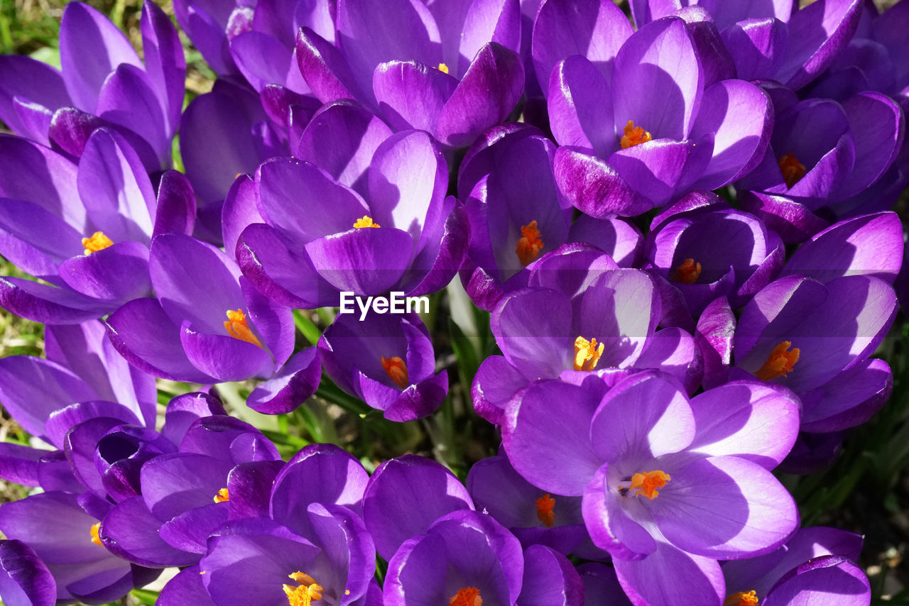 Close-up of purple crocus flowers