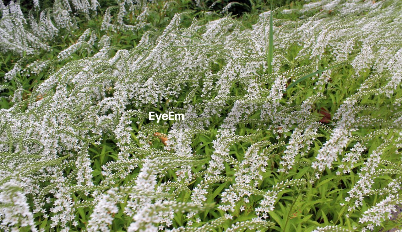 WHITE FLOWERS GROWING ON TREE