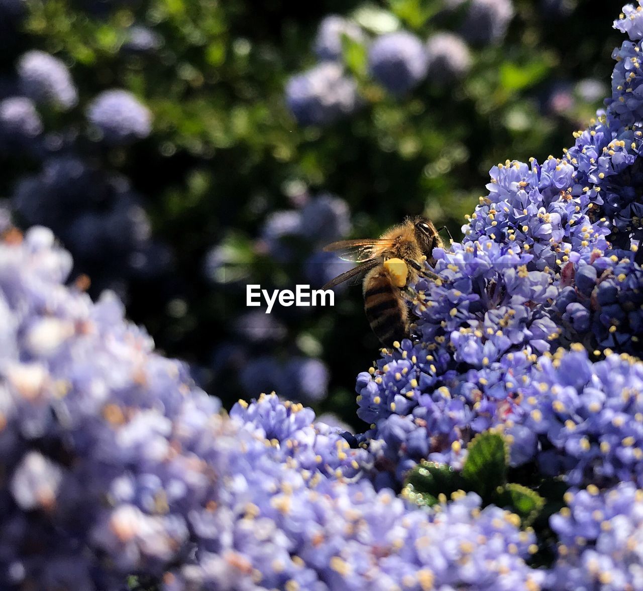CLOSE-UP OF BEE ON LAVENDER