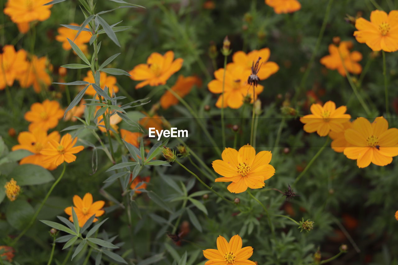 Beautiful flowers in the garden