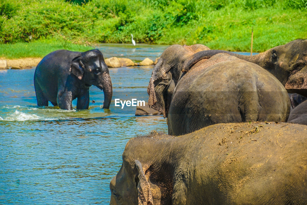 elephant drinking water in lake