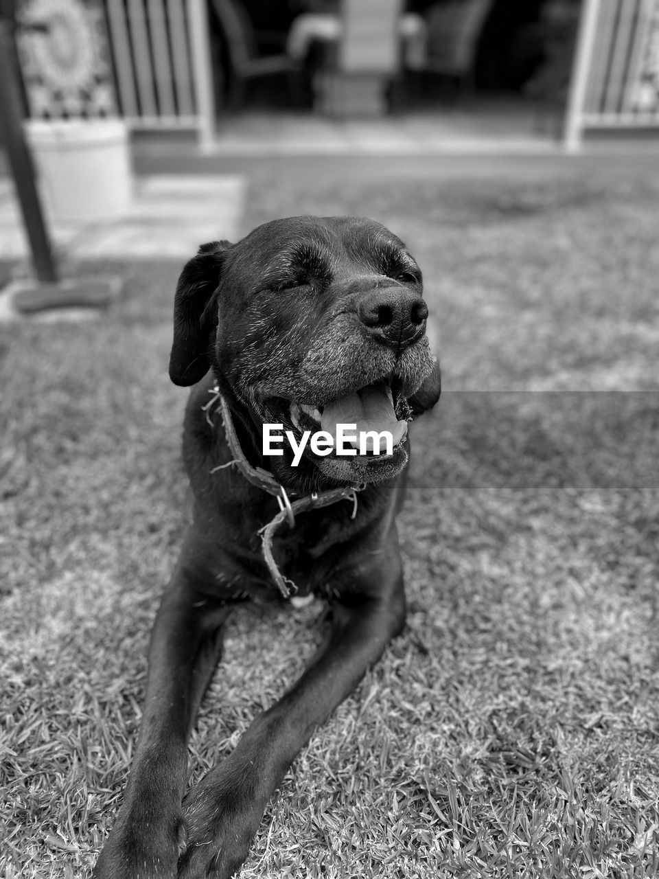 CLOSE-UP OF A DOG LOOKING AWAY ON FIELD