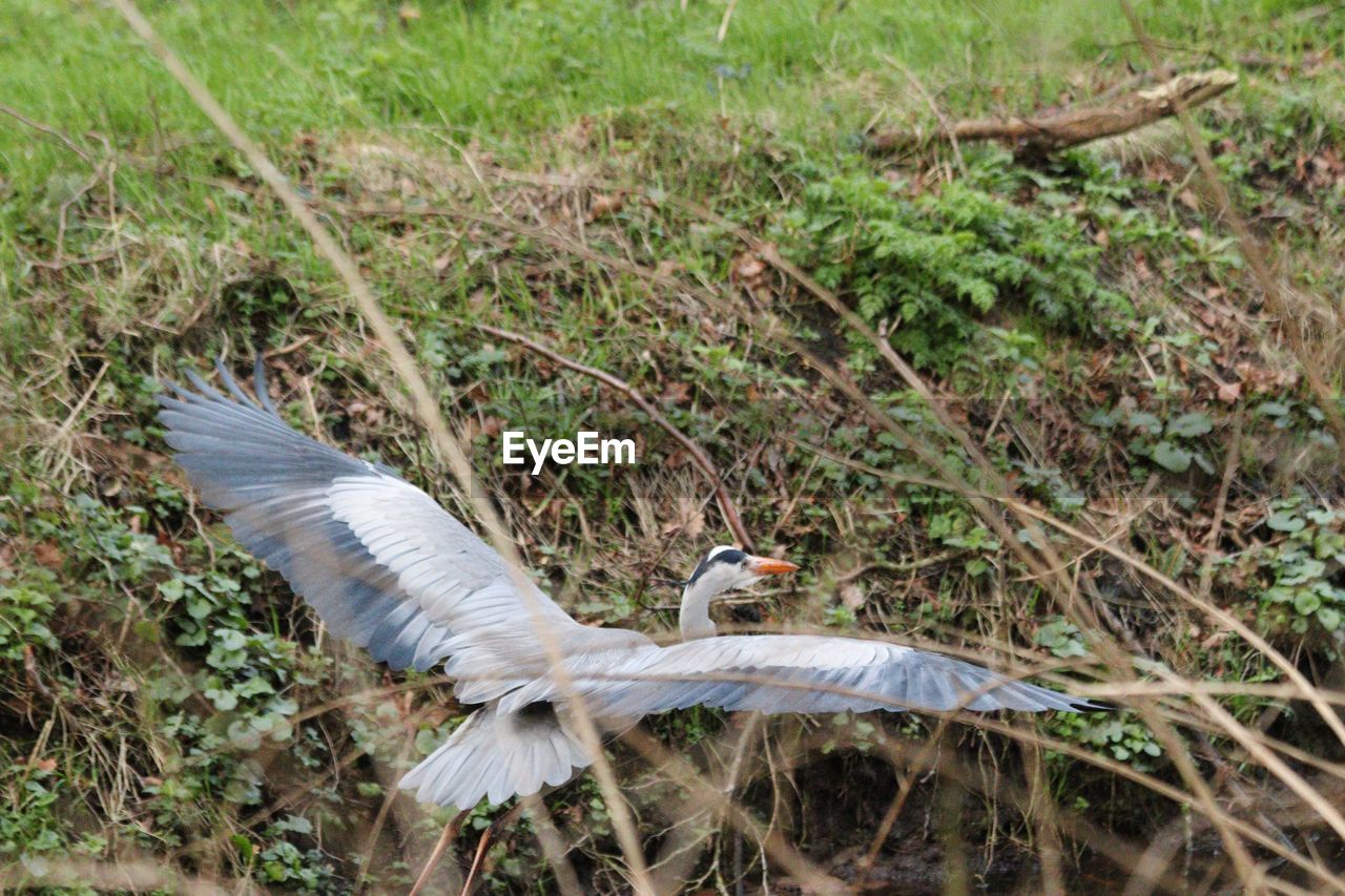 VIEW OF A BIRD FLYING IN THE GROUND