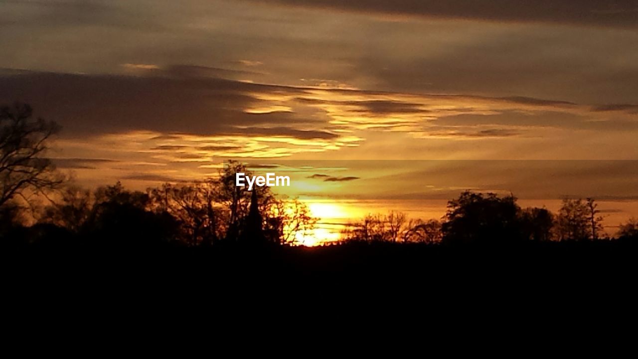 SILHOUETTE OF TREES AT SUNSET