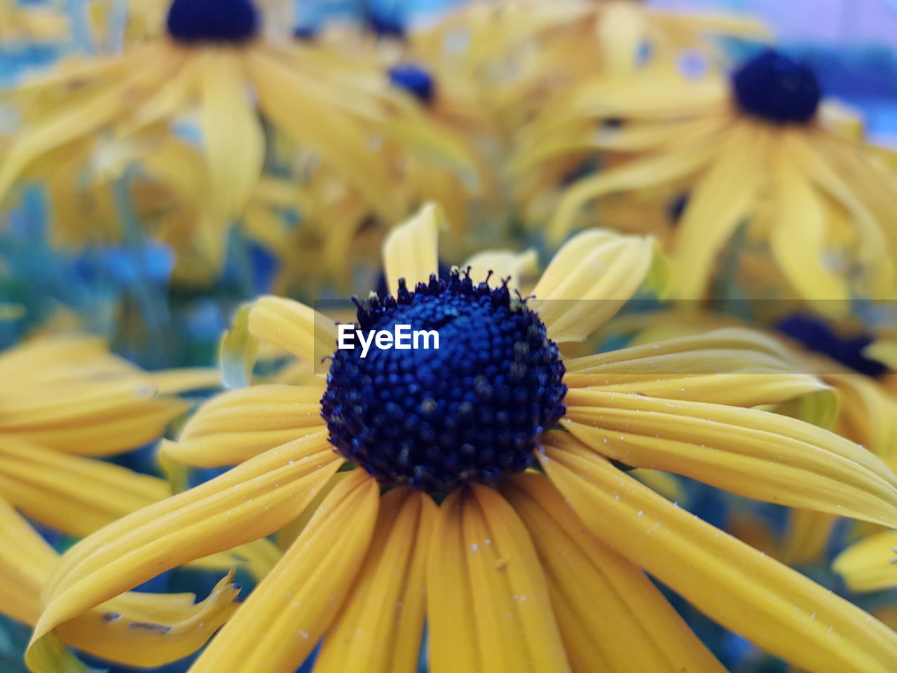 CLOSE-UP OF YELLOW FLOWERING PLANT IN BLUE FLOWER