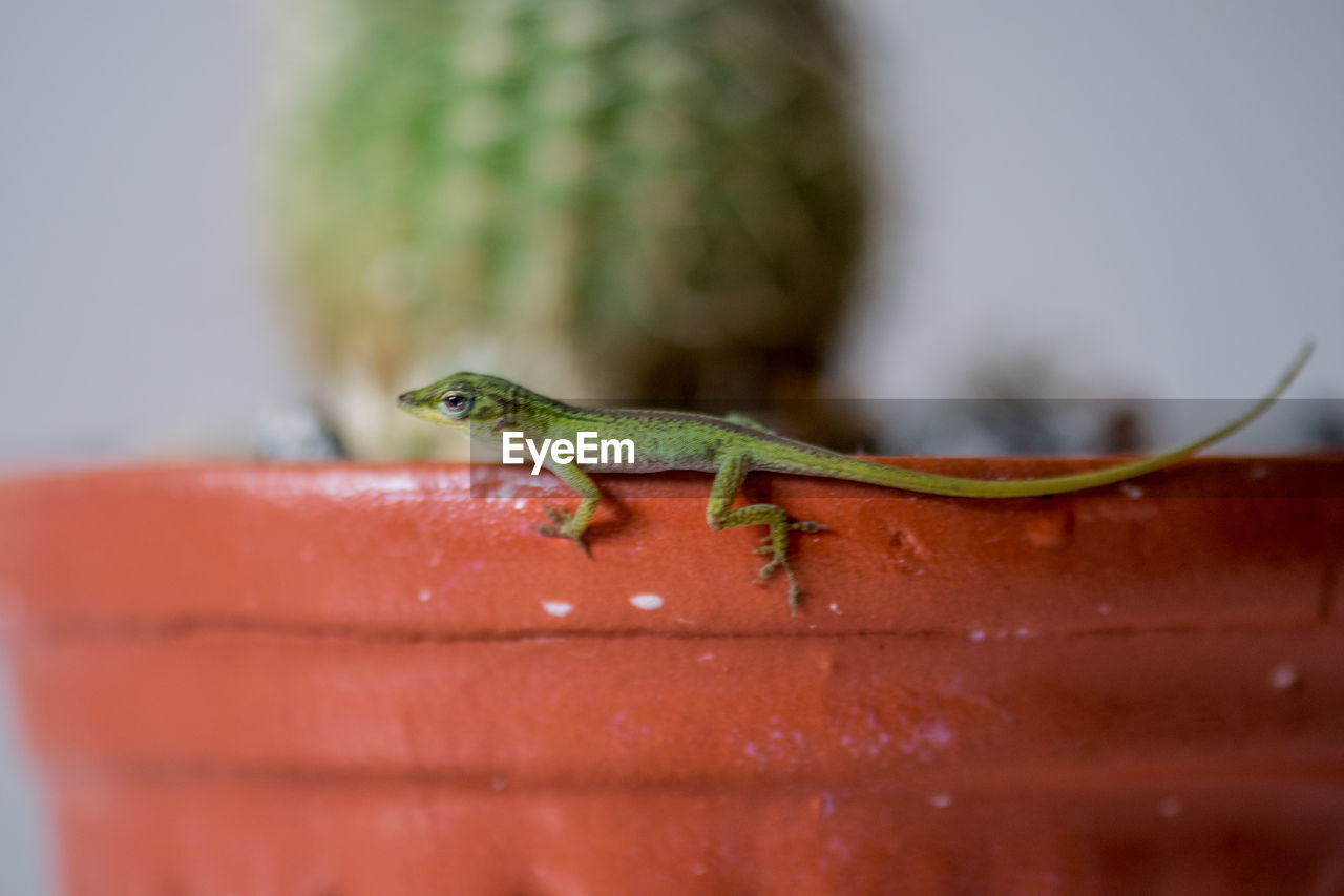 Close-up of lizard on red potted plant