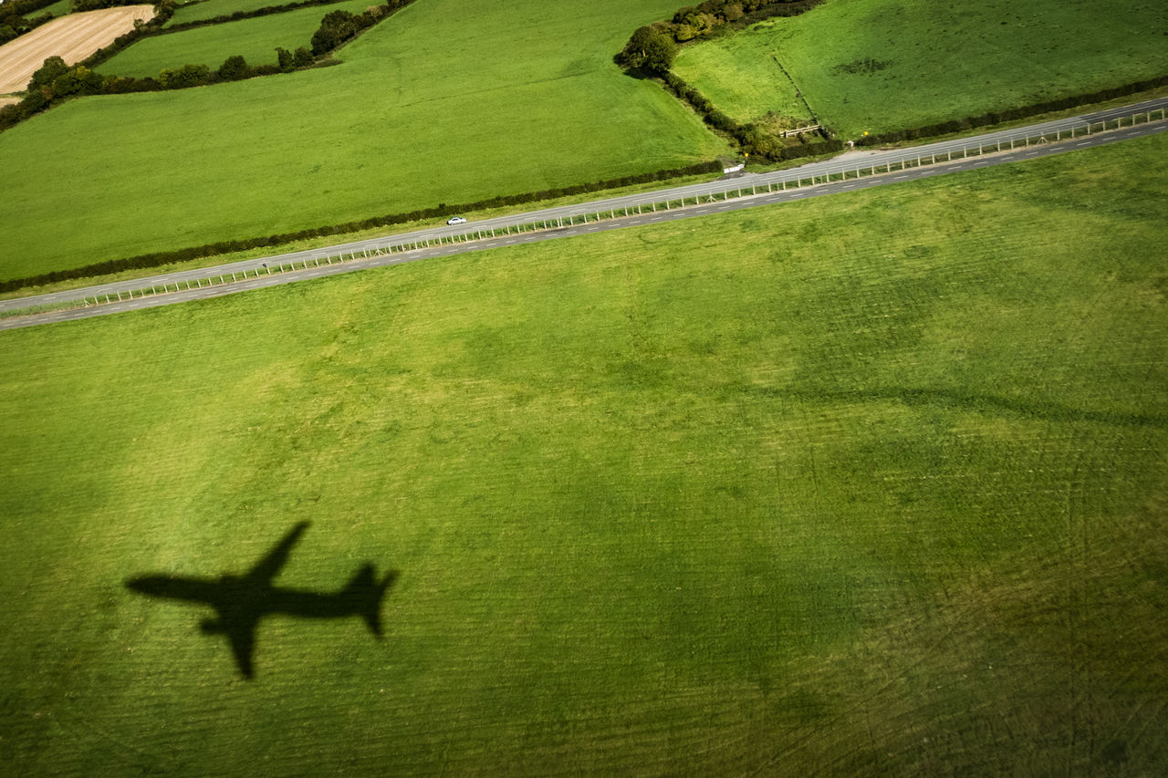 FLOCK OF SHEEP FLYING OVER GRASSY FIELD