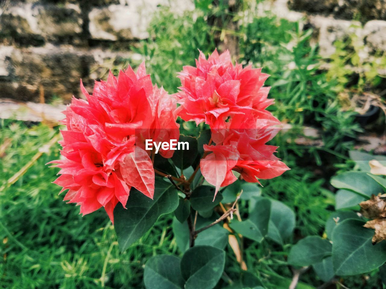 CLOSE-UP OF RED ROSE PLANT