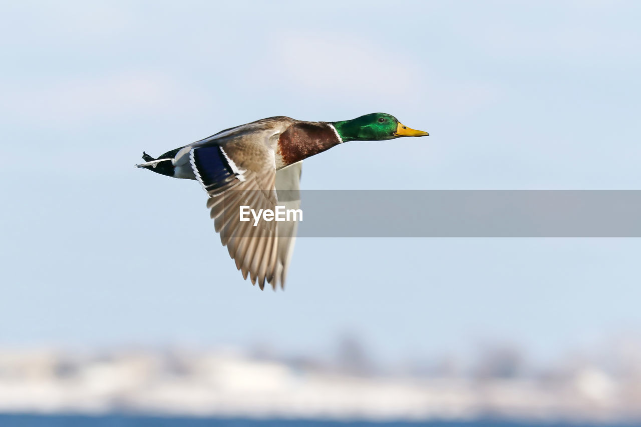 BIRD FLYING OVER THE SEA