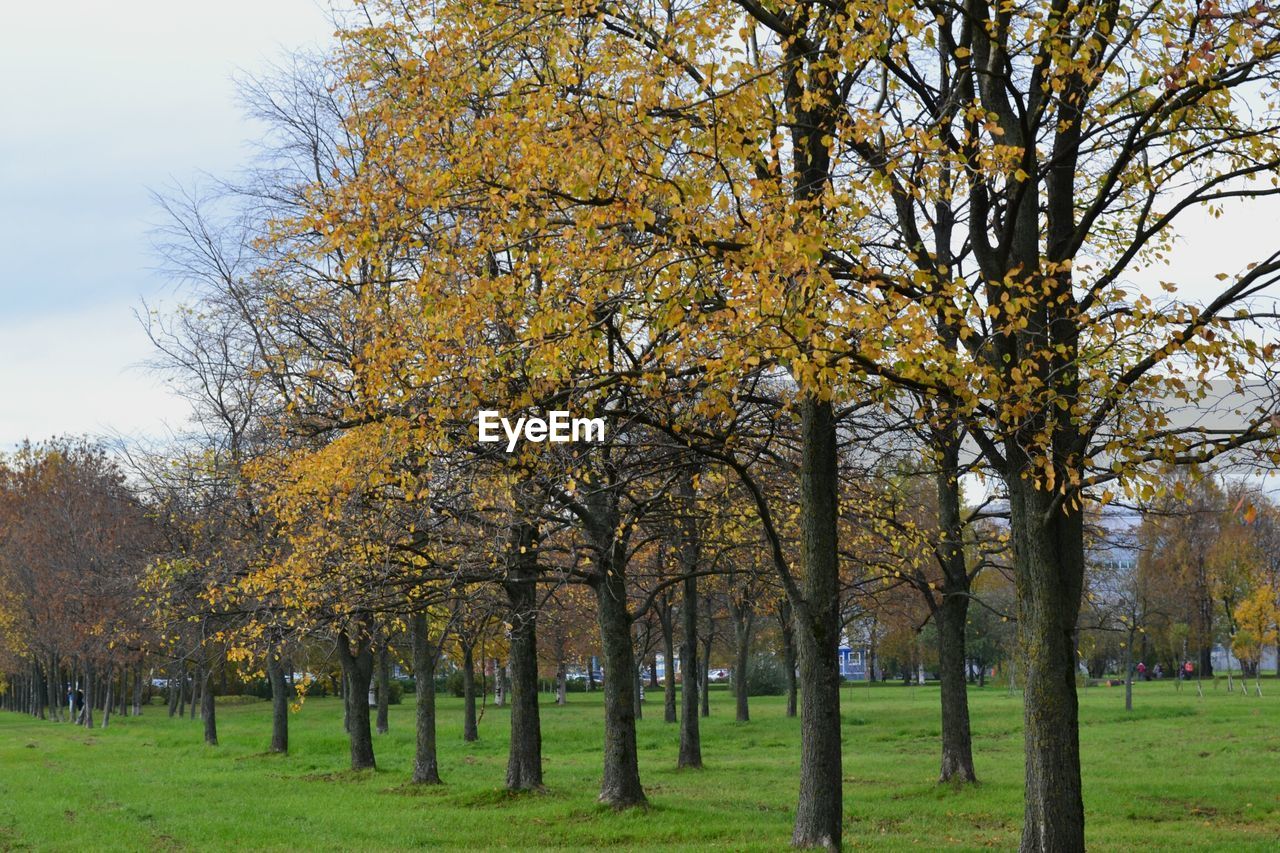 TREES IN PARK DURING AUTUMN