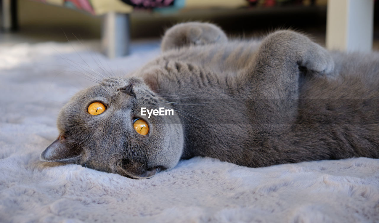 A beautiful british shorthair blue cat lies on its back and looks at the camera