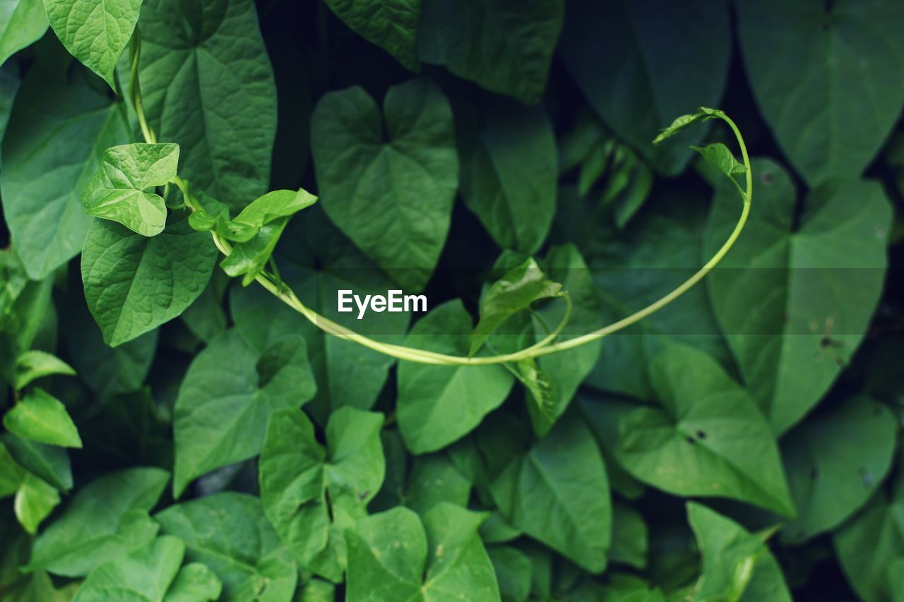 High angle view of fresh green leaves