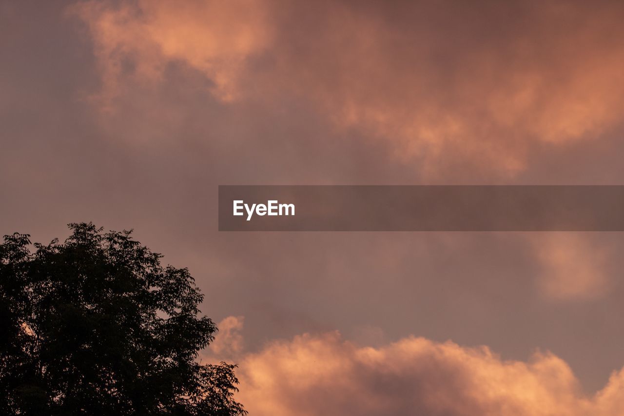 LOW ANGLE VIEW OF TREE AGAINST SKY