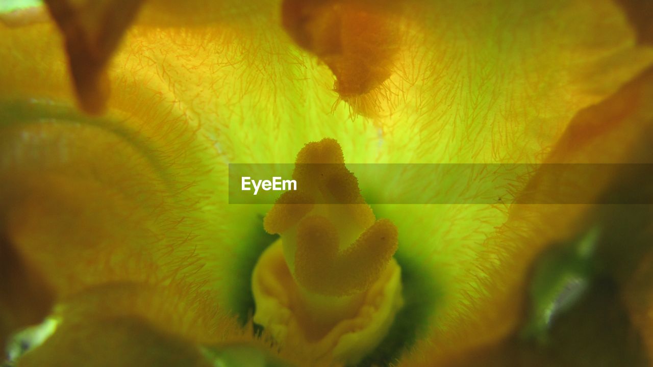 Close-up of zucchini flower