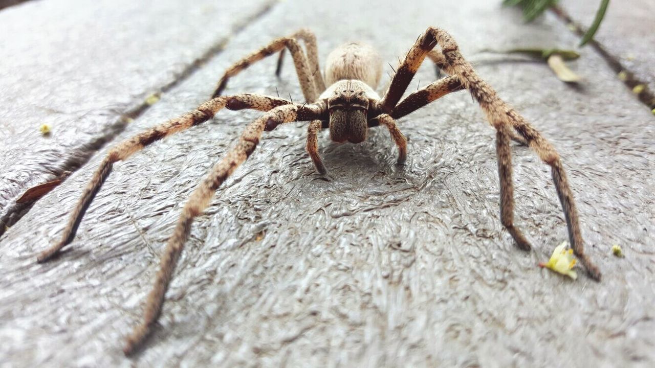 CLOSE-UP OF INSECT ON WALL