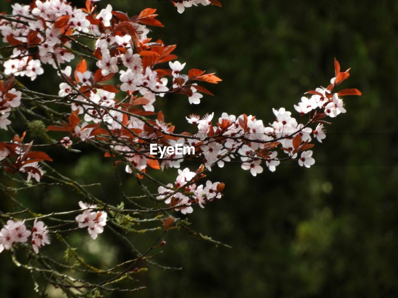 CLOSE-UP OF CHERRY BLOSSOMS