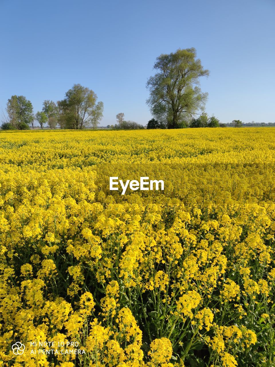 Scenic view of oilseed rape field against sky