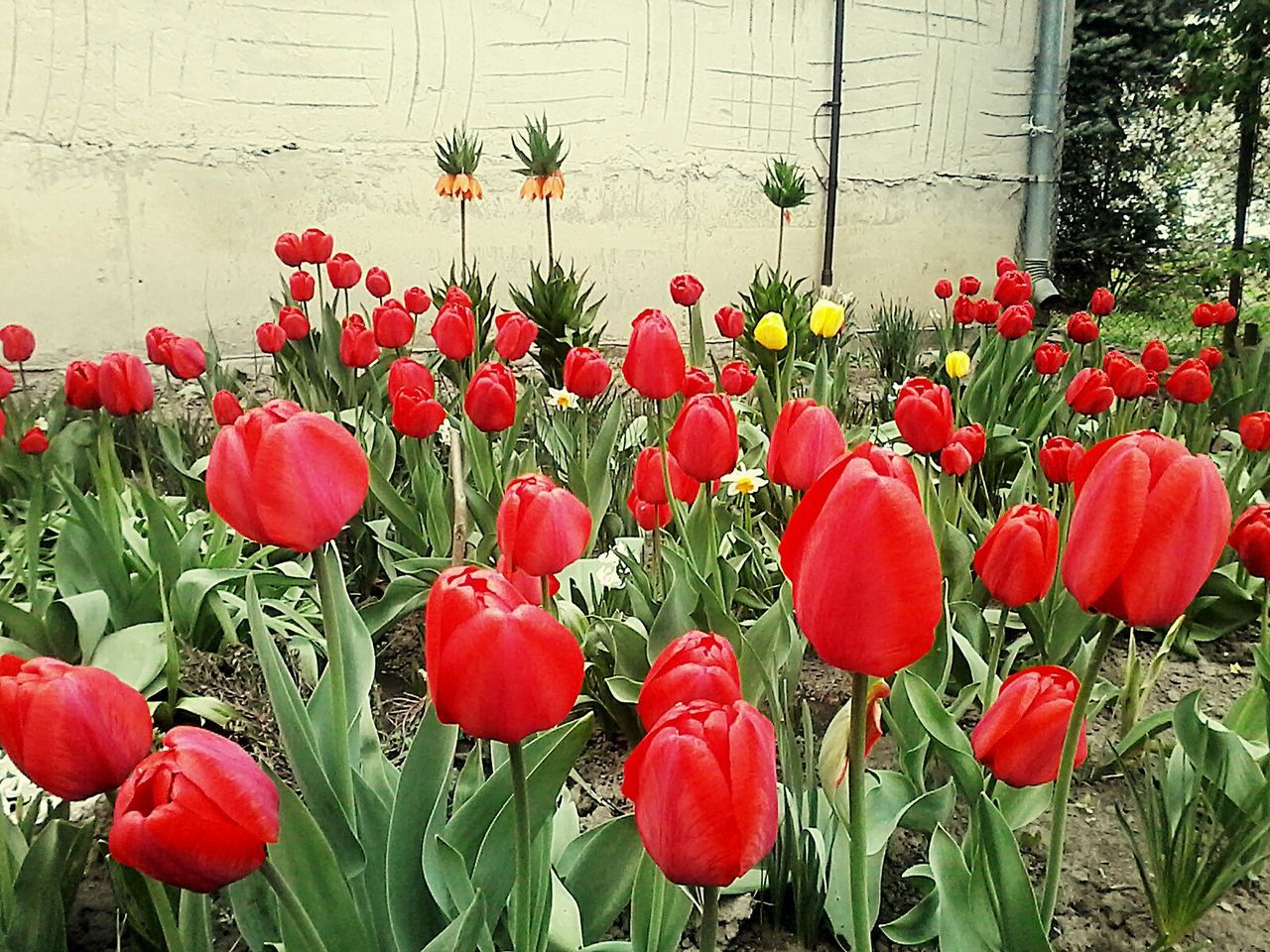 CLOSE-UP OF RED POPPY FLOWERS BLOOMING AGAINST BUILDING