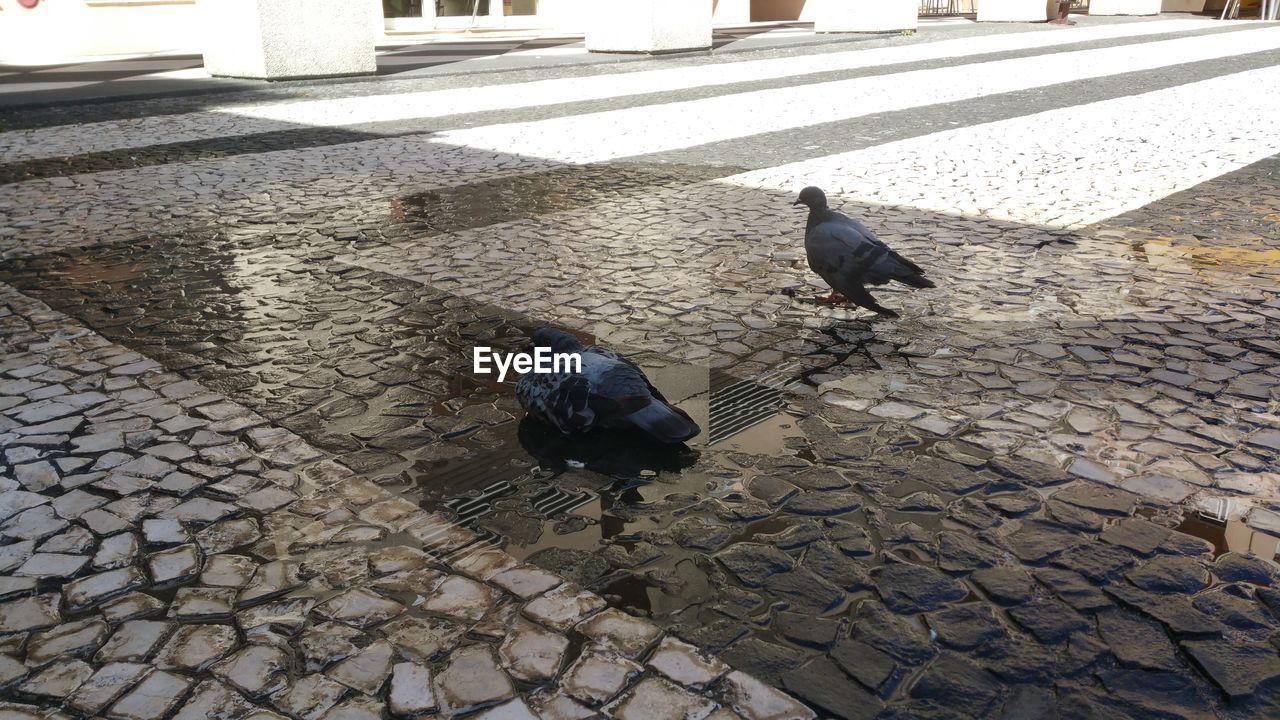 HIGH ANGLE VIEW OF BIRD PERCHING OUTDOORS