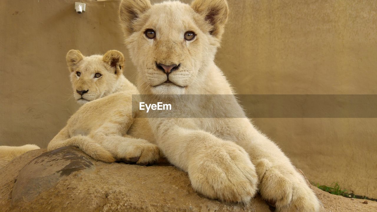 Young lions sitting at zoo