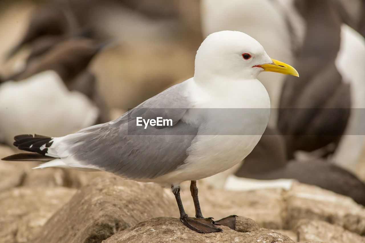 CLOSE-UP OF SEAGULLS PERCHING ON ROCK