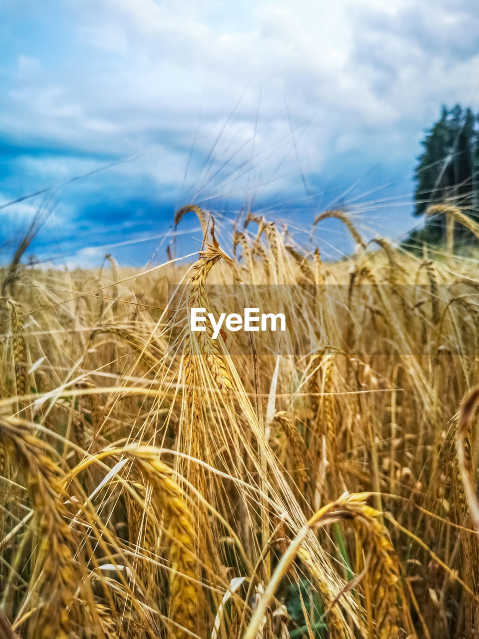 cloud, sky, plant, agriculture, landscape, cereal plant, crop, land, rural scene, nature, field, food, growth, farm, environment, day, no people, wheat, beauty in nature, barley, tranquility, scenics - nature, outdoors, rye, grass, food grain, triticale, emmer, tranquil scene, prairie, harvesting, corn, blue, cereal