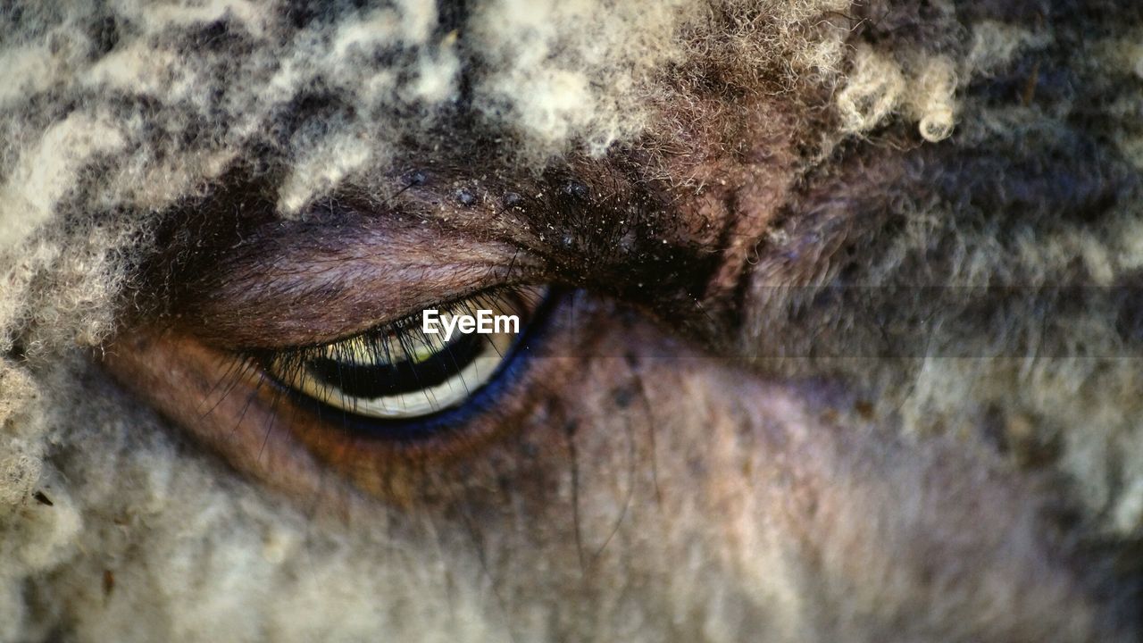 Cropped image of sheep eye