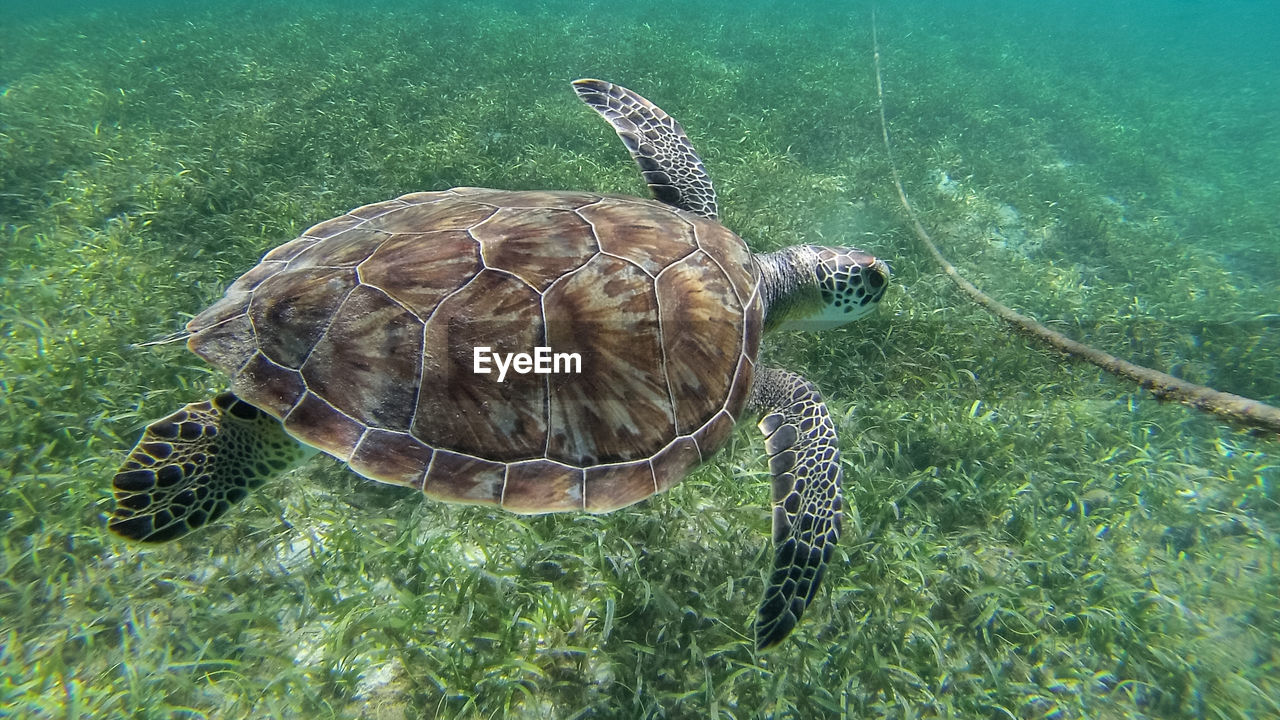 Close-up of turtle in aquarium