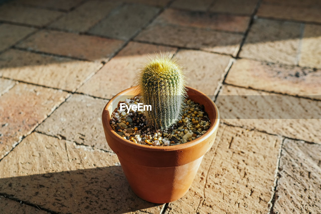 close-up of potted plant on table