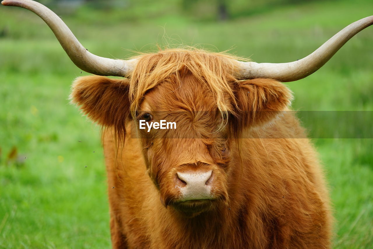 Scottish cow in pasture. looking at you