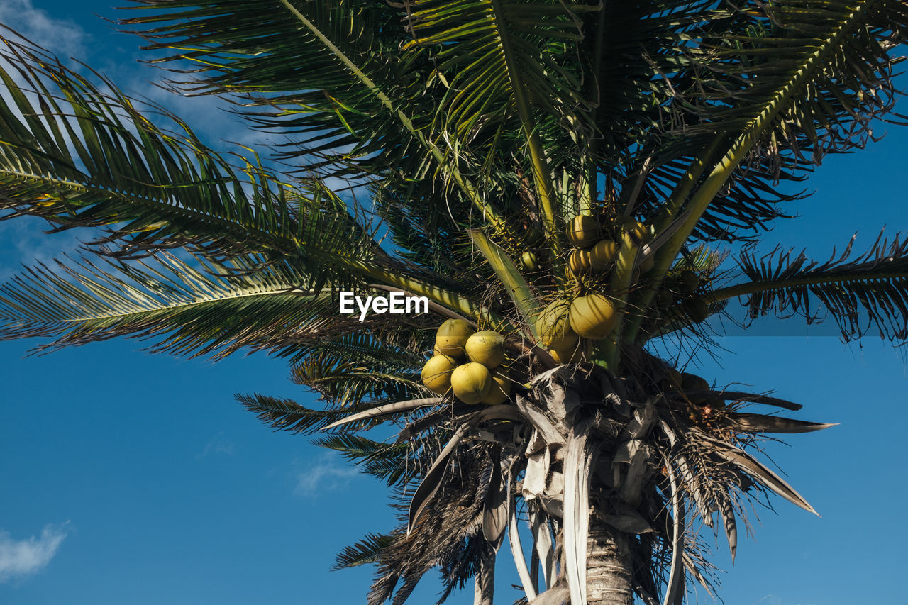 Palm tree in mexico 