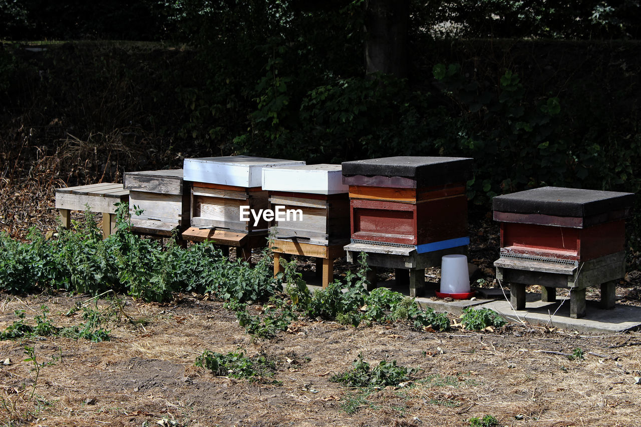 HIGH ANGLE VIEW OF BEE ON THE FIELD