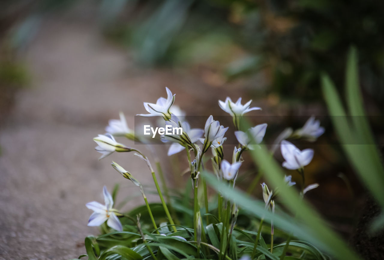 Close-up of flowers blooming in field