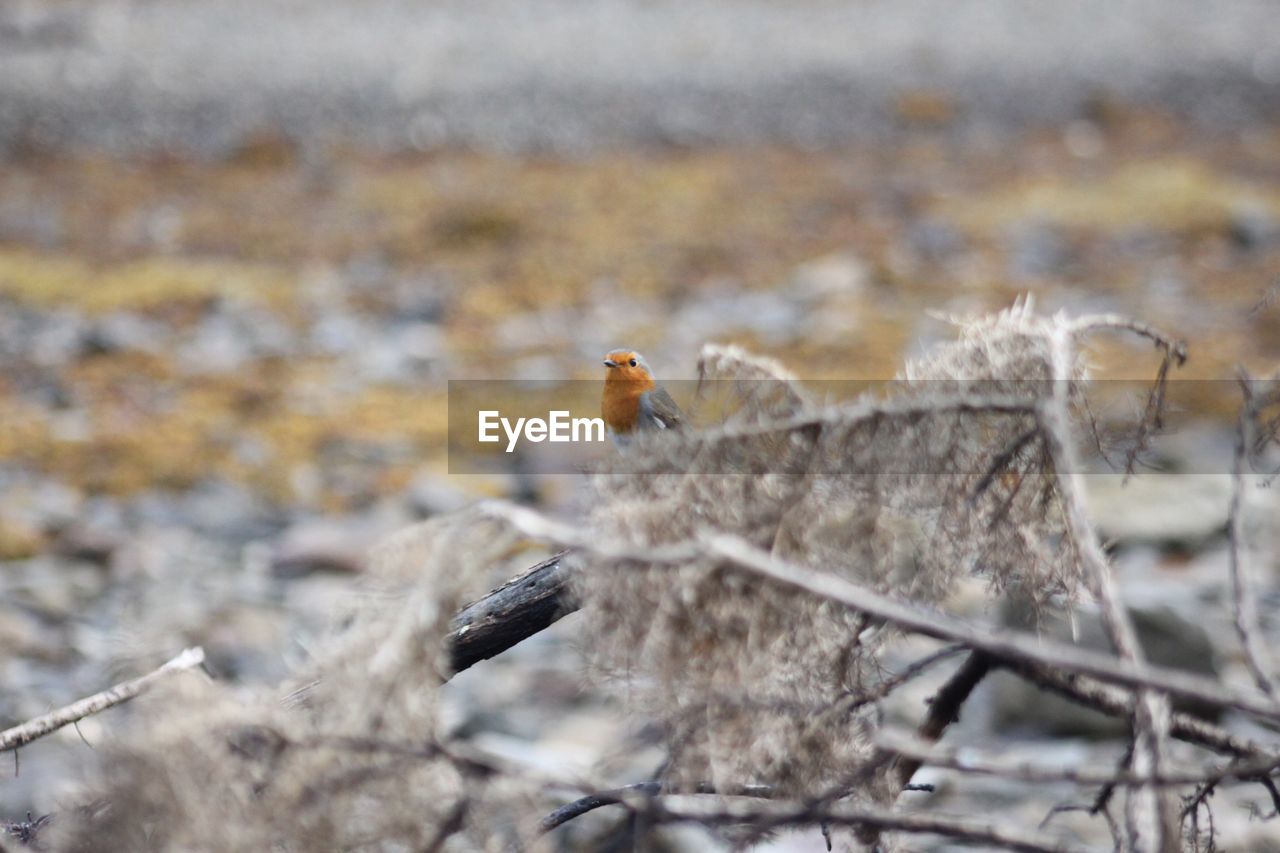 CLOSE-UP OF BIRD PERCHING ON STEM