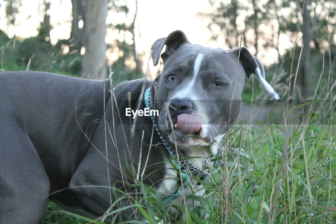 CLOSE-UP PORTRAIT OF DOG IN PARK