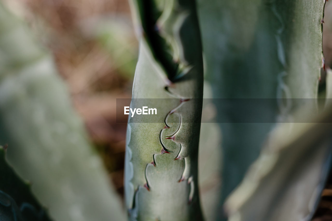 Agave cactus leaves