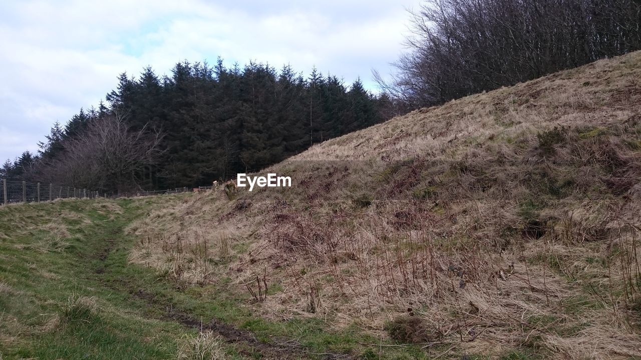 Scenic view of grassy field against sky