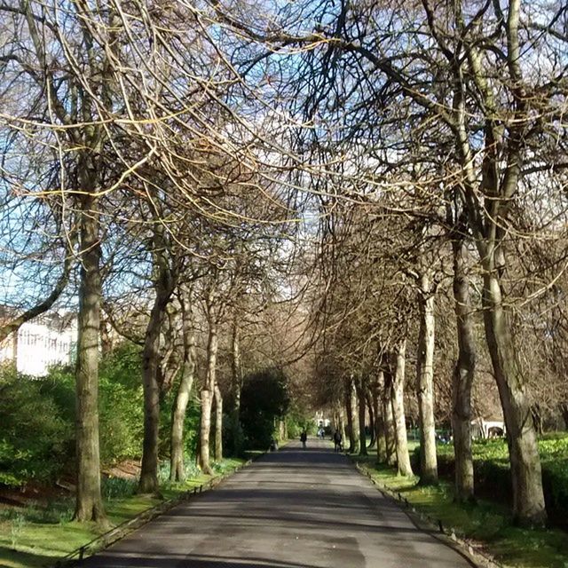 EMPTY ROAD ALONG TREES