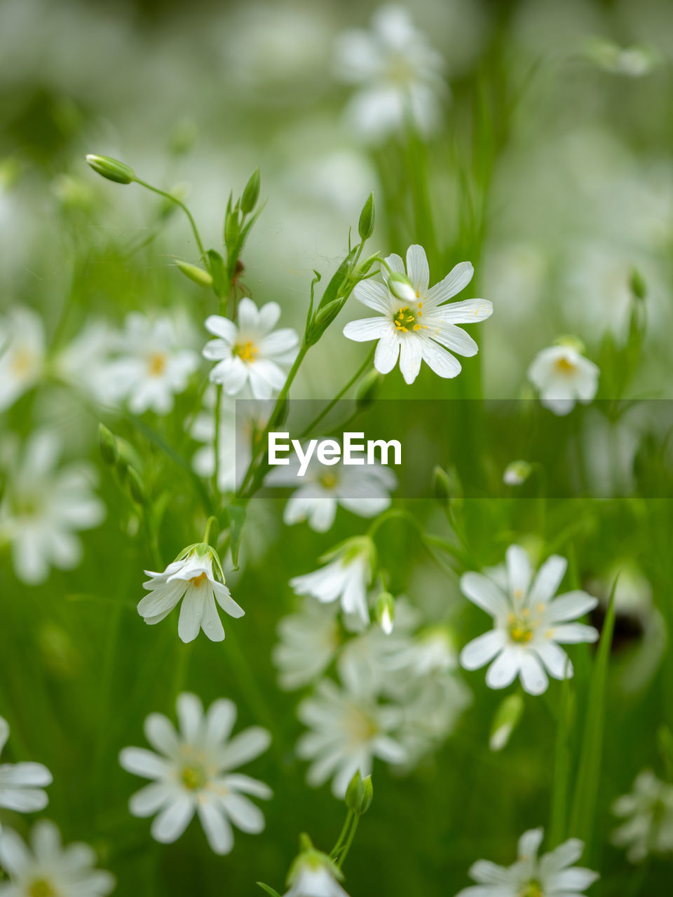 CLOSE-UP OF WHITE FLOWERING PLANT IN FIELD