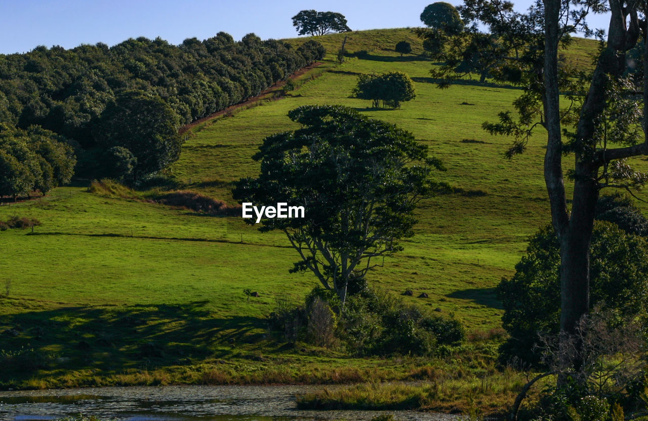SCENIC VIEW OF GREEN LANDSCAPE AGAINST SKY