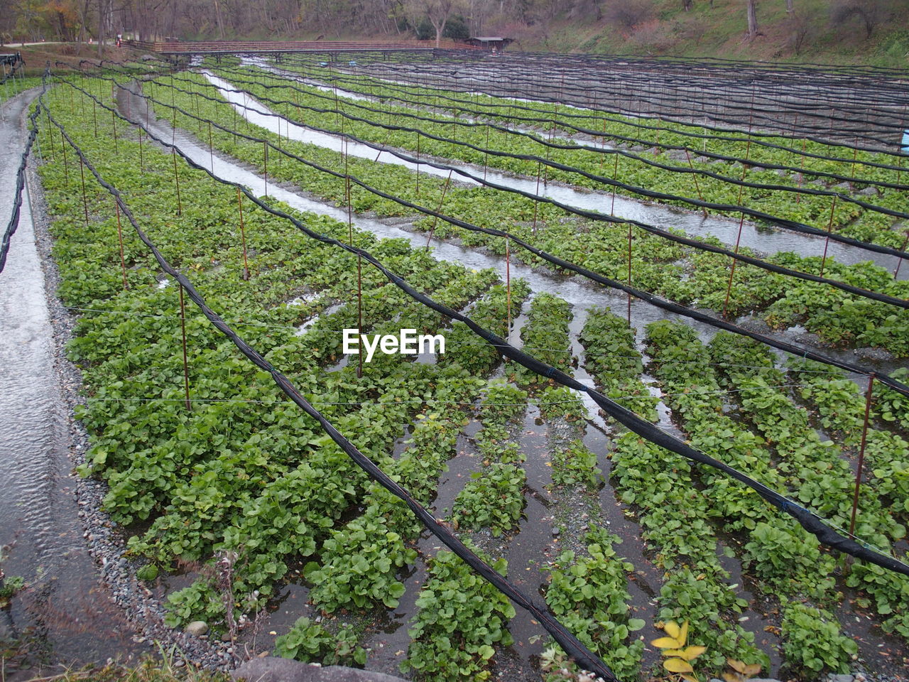 High angle view of corn field