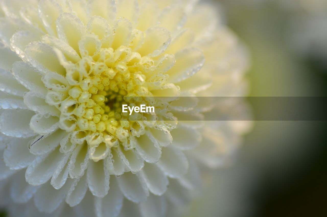 Close-up of white flowering plant