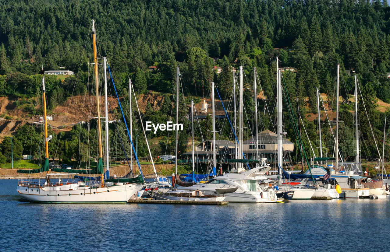 Sailboats moored in harbor