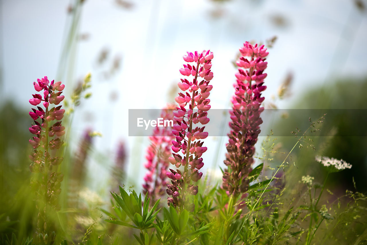 Spring flower, blooming lupine flowers. a field of lupines. sunlight shines on plants in latvia. 