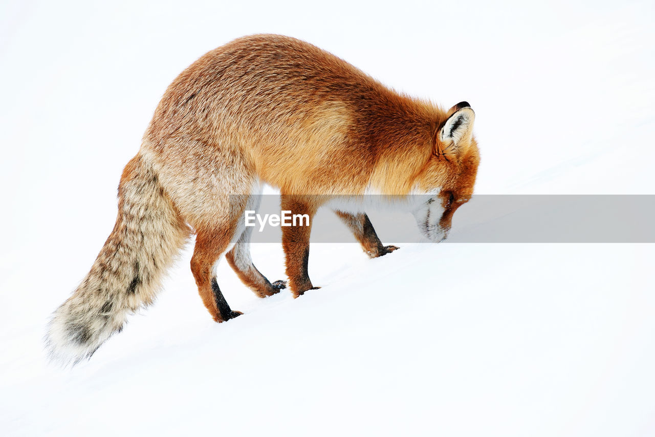 Full length of red fox on snow covered field