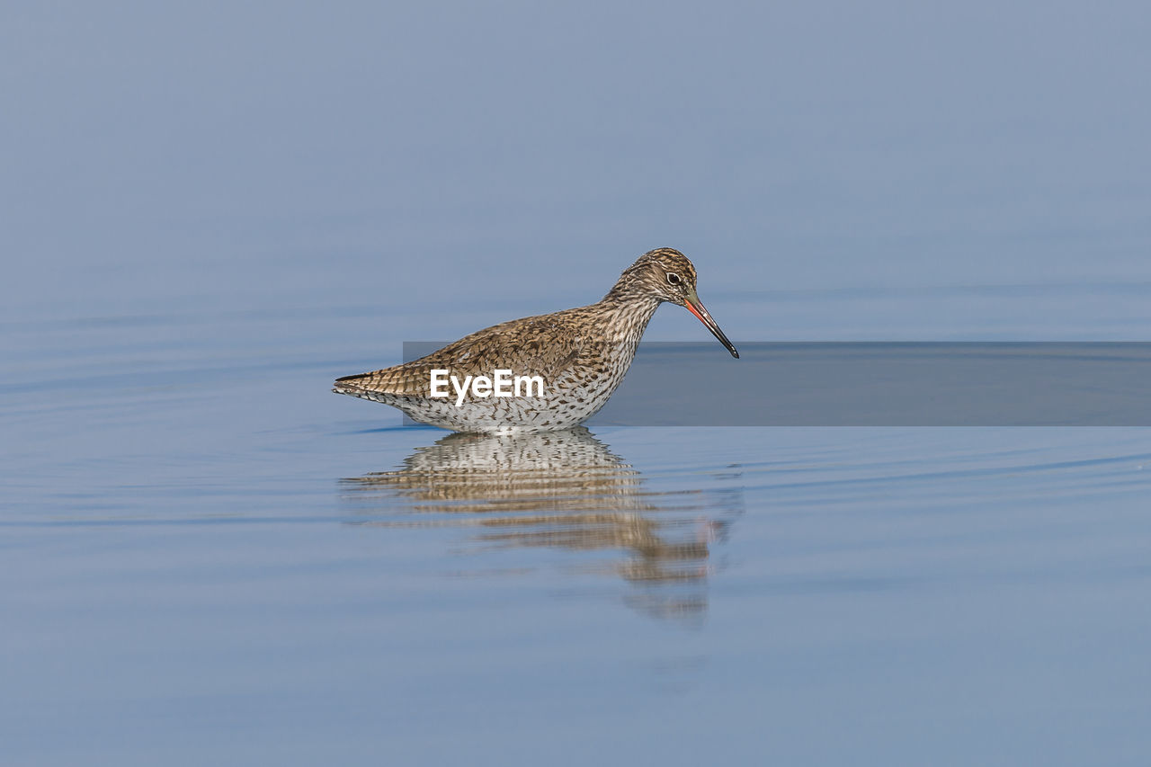 Close-up side view of a bird with reflection