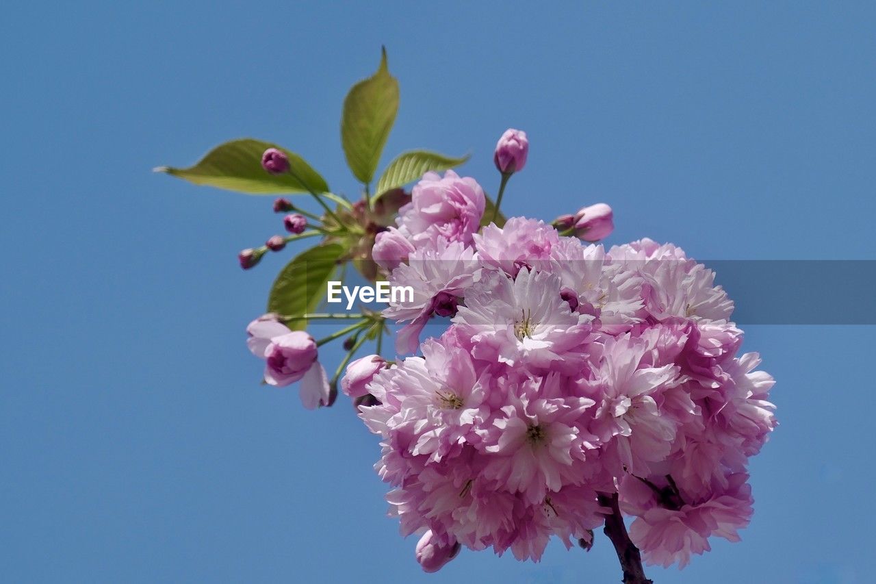 plant, flower, flowering plant, beauty in nature, freshness, fragility, nature, pink, blossom, growth, sky, springtime, blue, tree, petal, clear sky, branch, flower head, no people, close-up, inflorescence, spring, outdoors, botany, day, macro photography, low angle view, sunny, cherry blossom