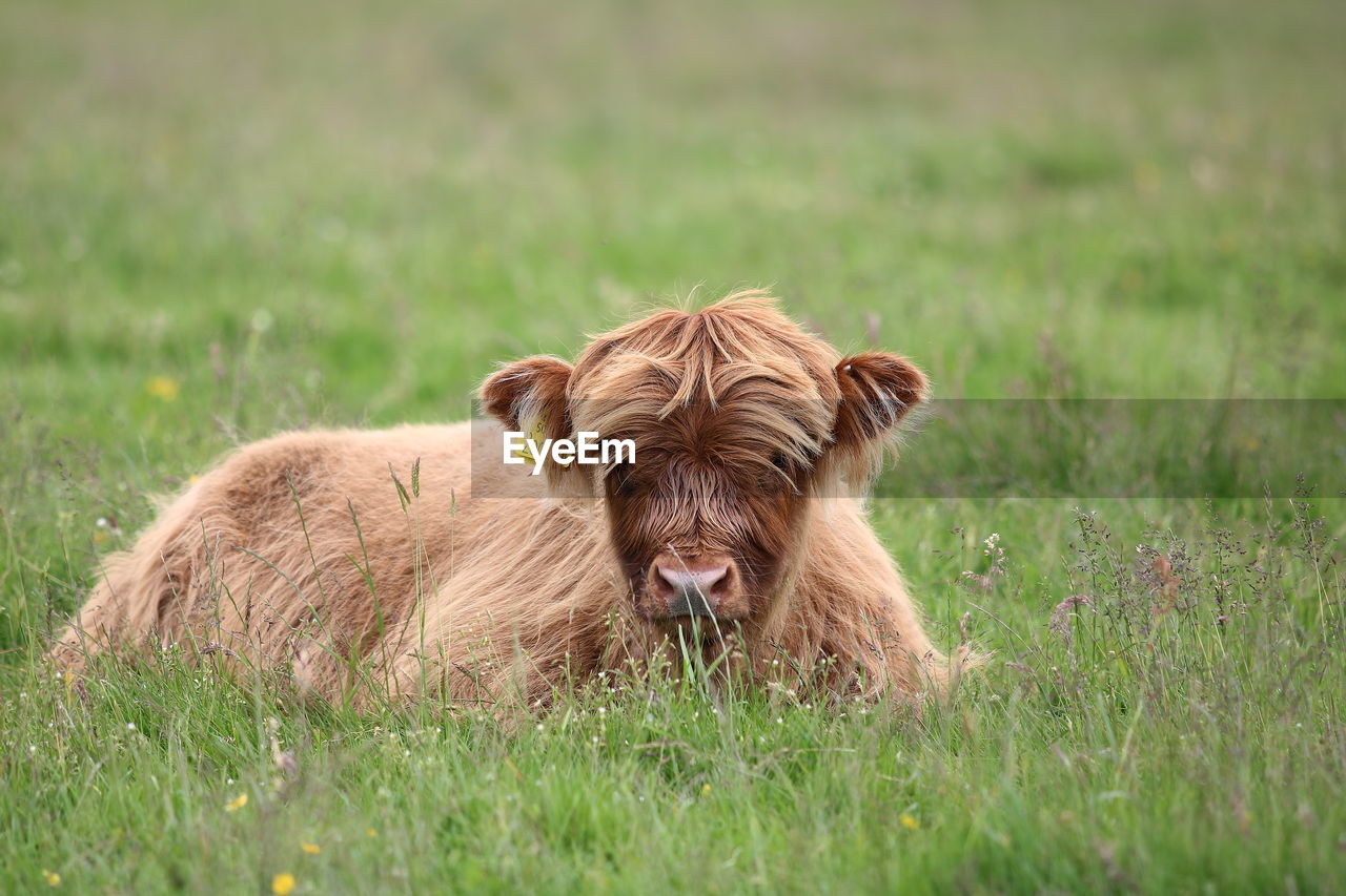 PORTRAIT OF PIG ON FIELD